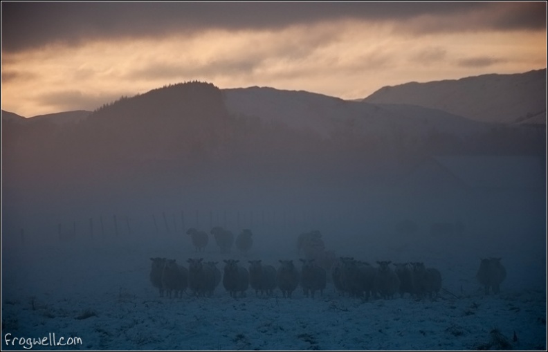 Sheep in the mist Comrie